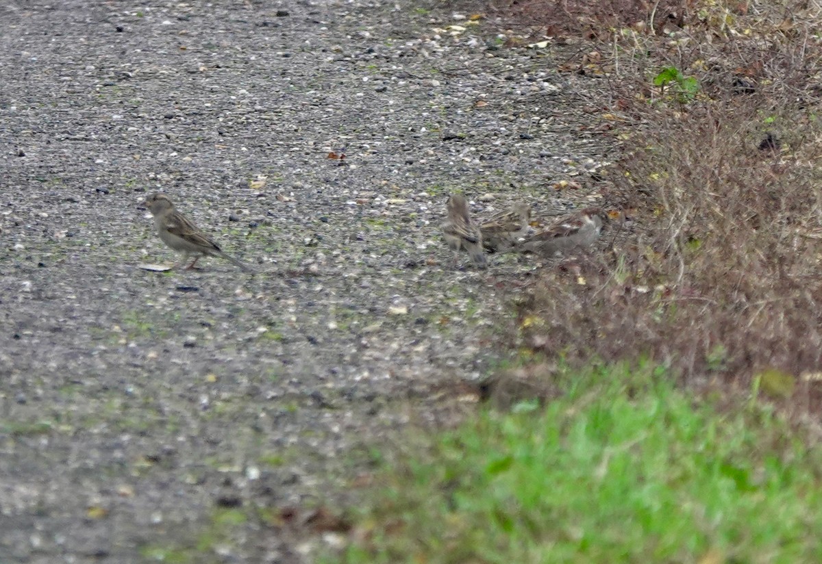 gråspurv - ML644773658