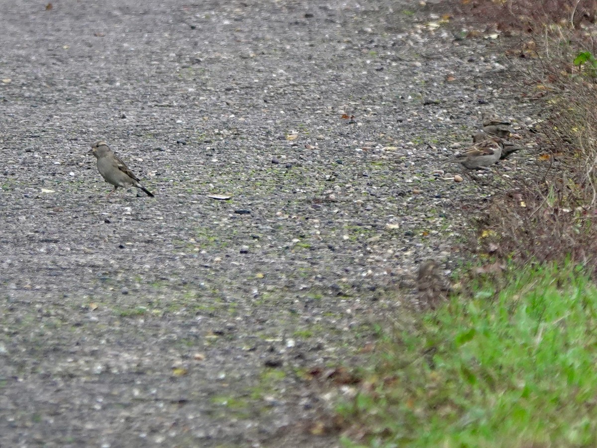 gråspurv - ML644773659