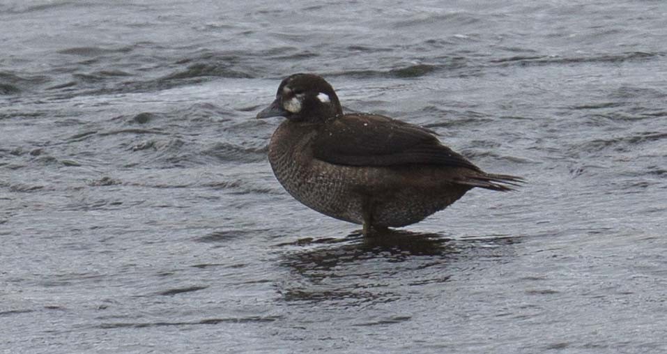 Palyaço Ördeği - ML644773660