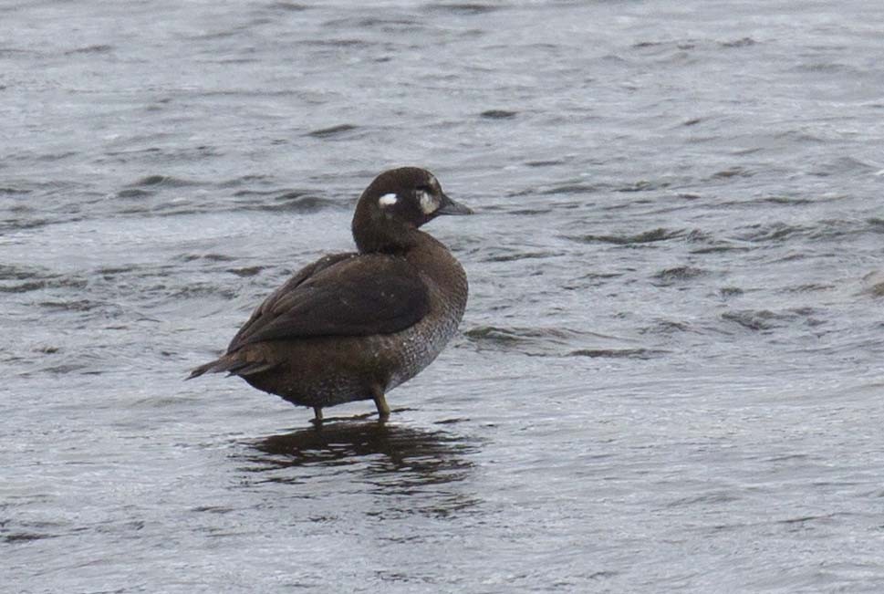 Palyaço Ördeği - ML644773661