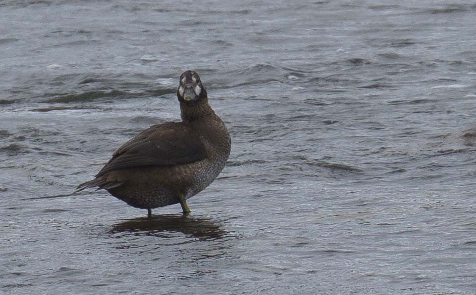 Palyaço Ördeği - ML644773662