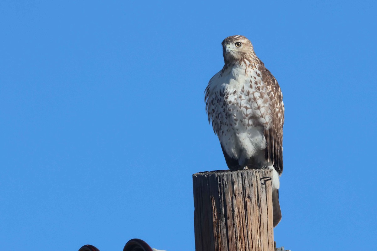 Red-tailed Hawk - ML644773671