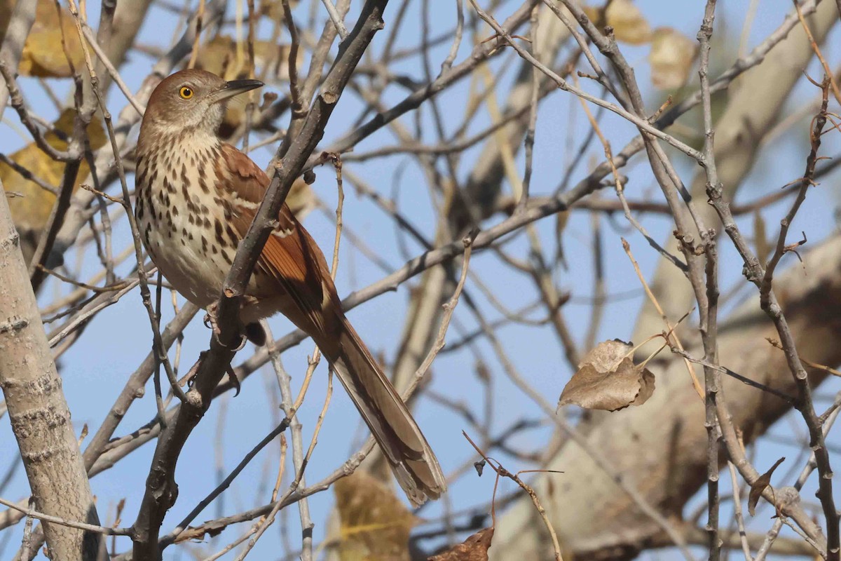 Brown Thrasher - ML644773680