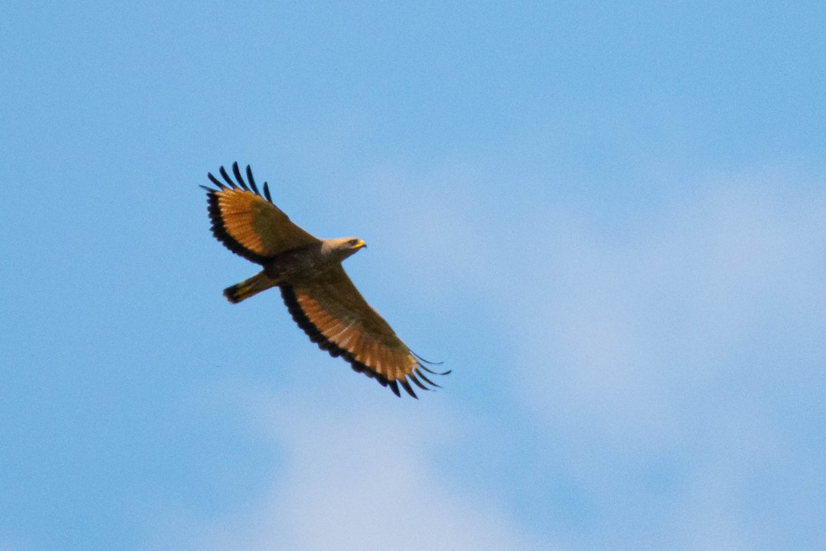 Otlak Şahini - ML644773681