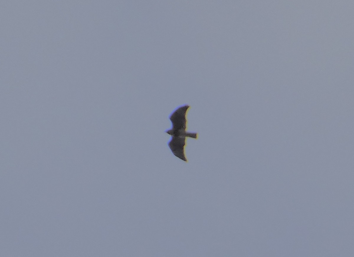 Red-tailed Hawk - ML644773683