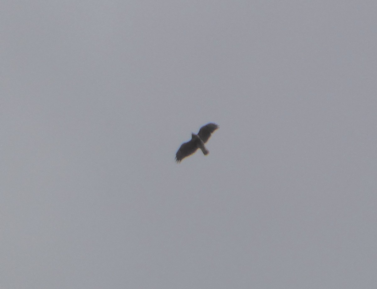 Red-tailed Hawk - ML644773684