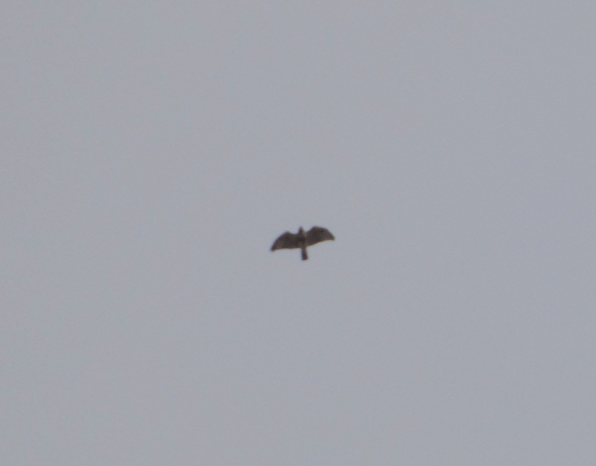 Red-tailed Hawk - ML644773685