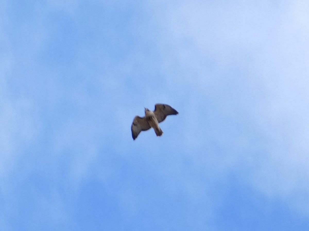 Red-tailed Hawk - ML644773687