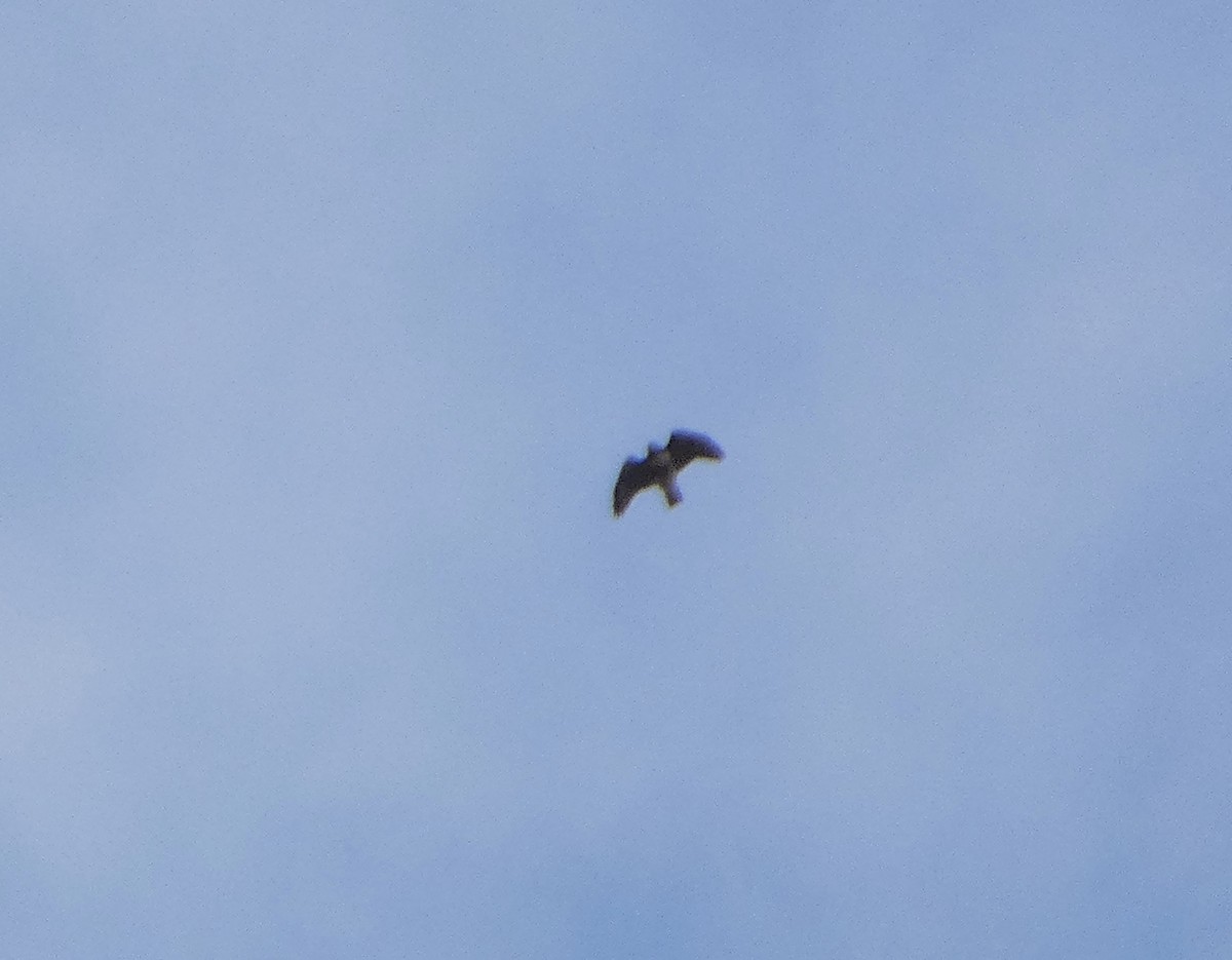 Red-tailed Hawk - ML644773688