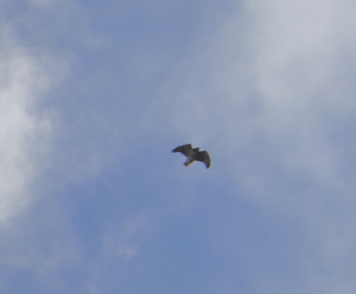 Red-tailed Hawk - ML644773689