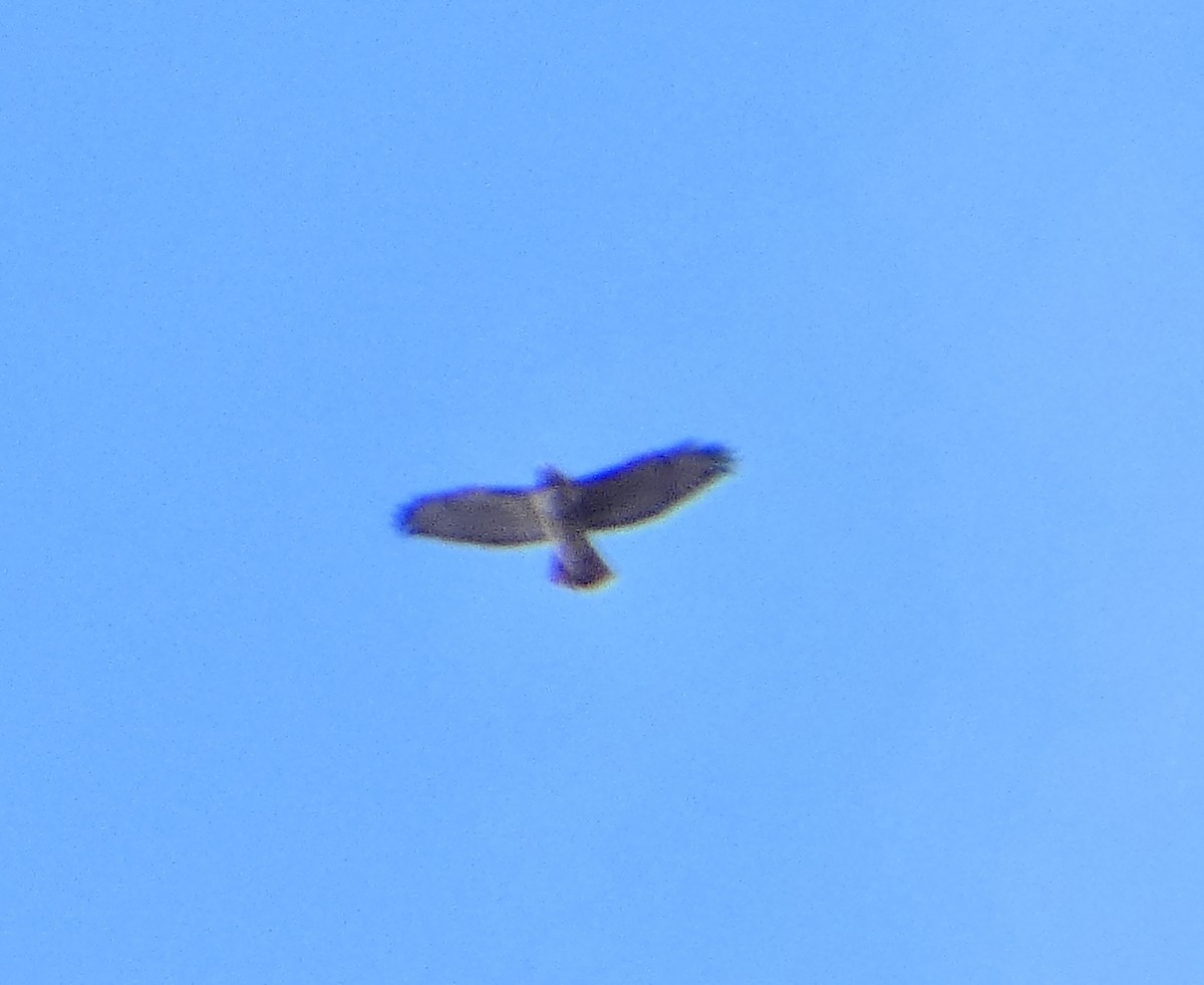 Red-tailed Hawk - ML644773690