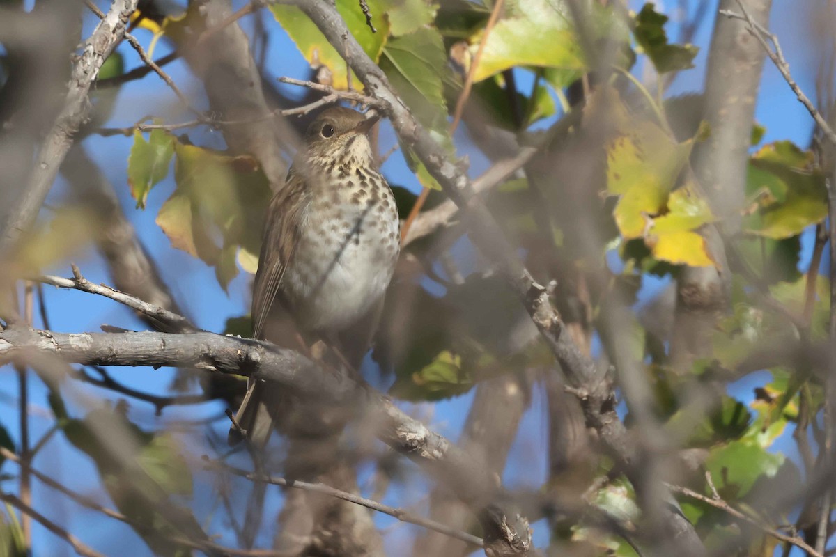 Hermit Thrush - ML644773695