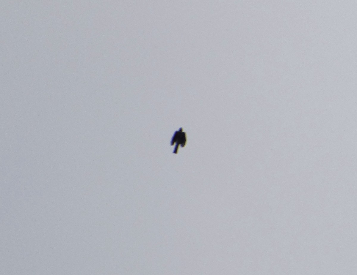 Sharp-shinned Hawk - ML644773709