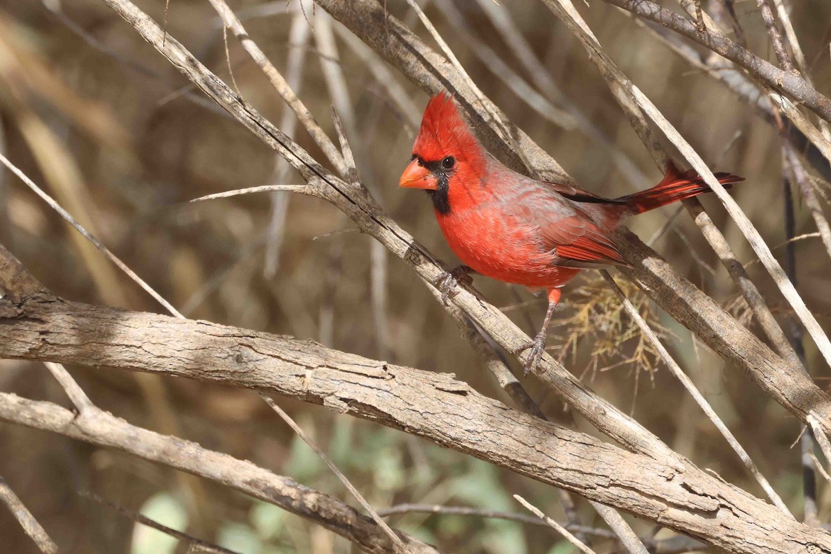 Northern Cardinal (Common) - ML644773710