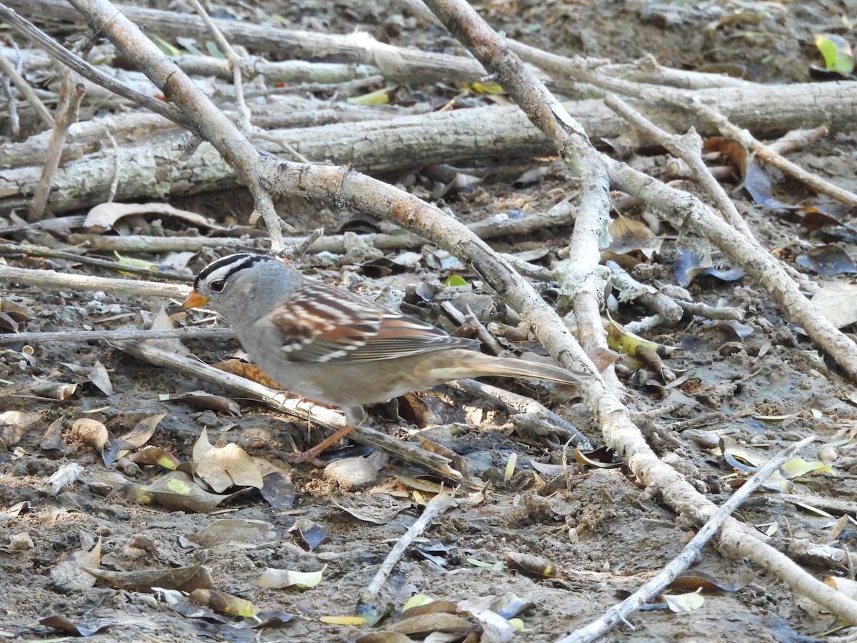 White-crowned Sparrow - ML644773715