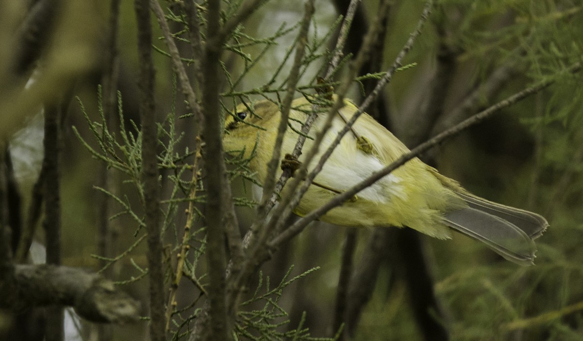 Mosquitero Común - ML644773722