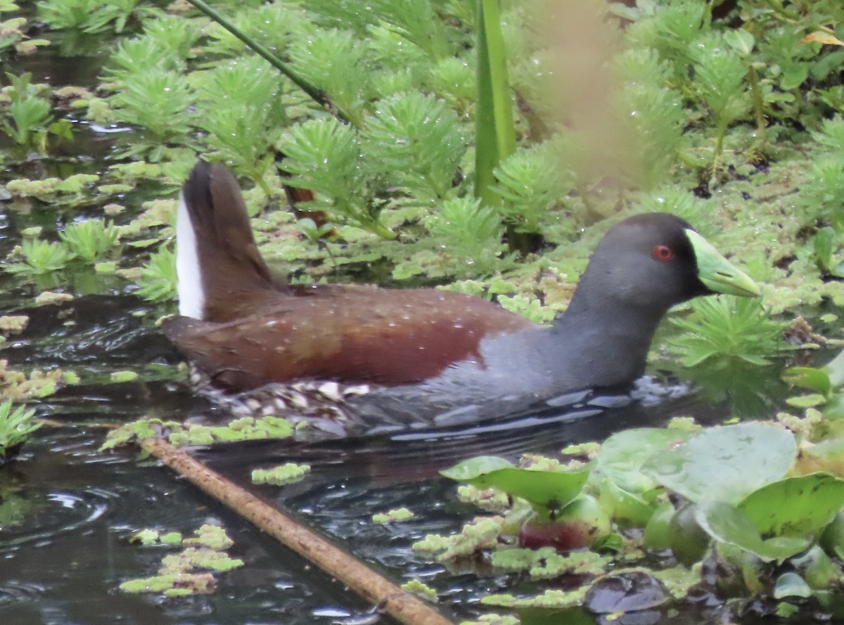Spot-flanked Gallinule - ML644773728