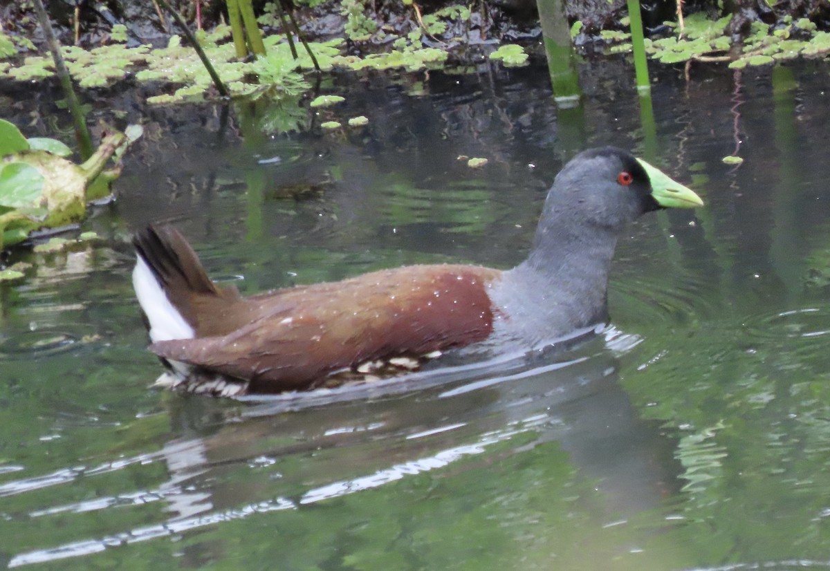 Spot-flanked Gallinule - ML644773729
