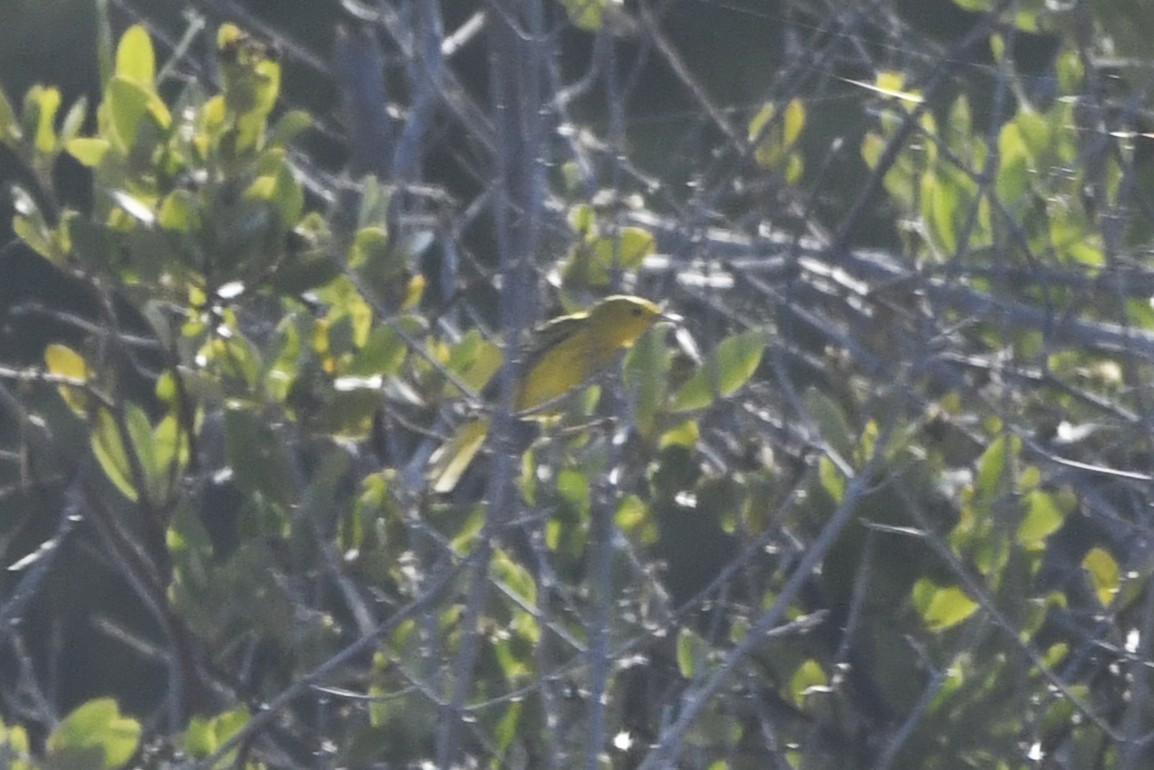 Northern/Mangrove Yellow Warbler - ML644773732