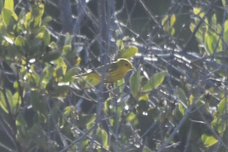 Northern/Mangrove Yellow Warbler - ML644773733