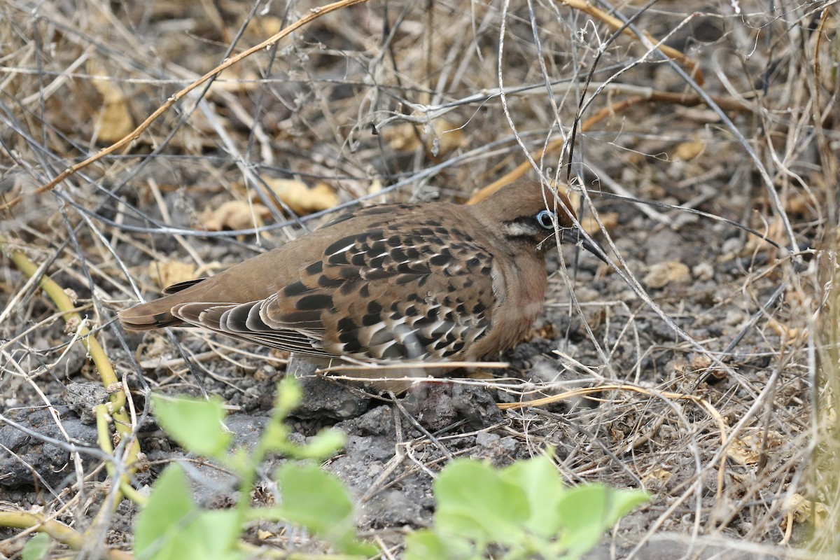 Galapagos Dove - ML644773734
