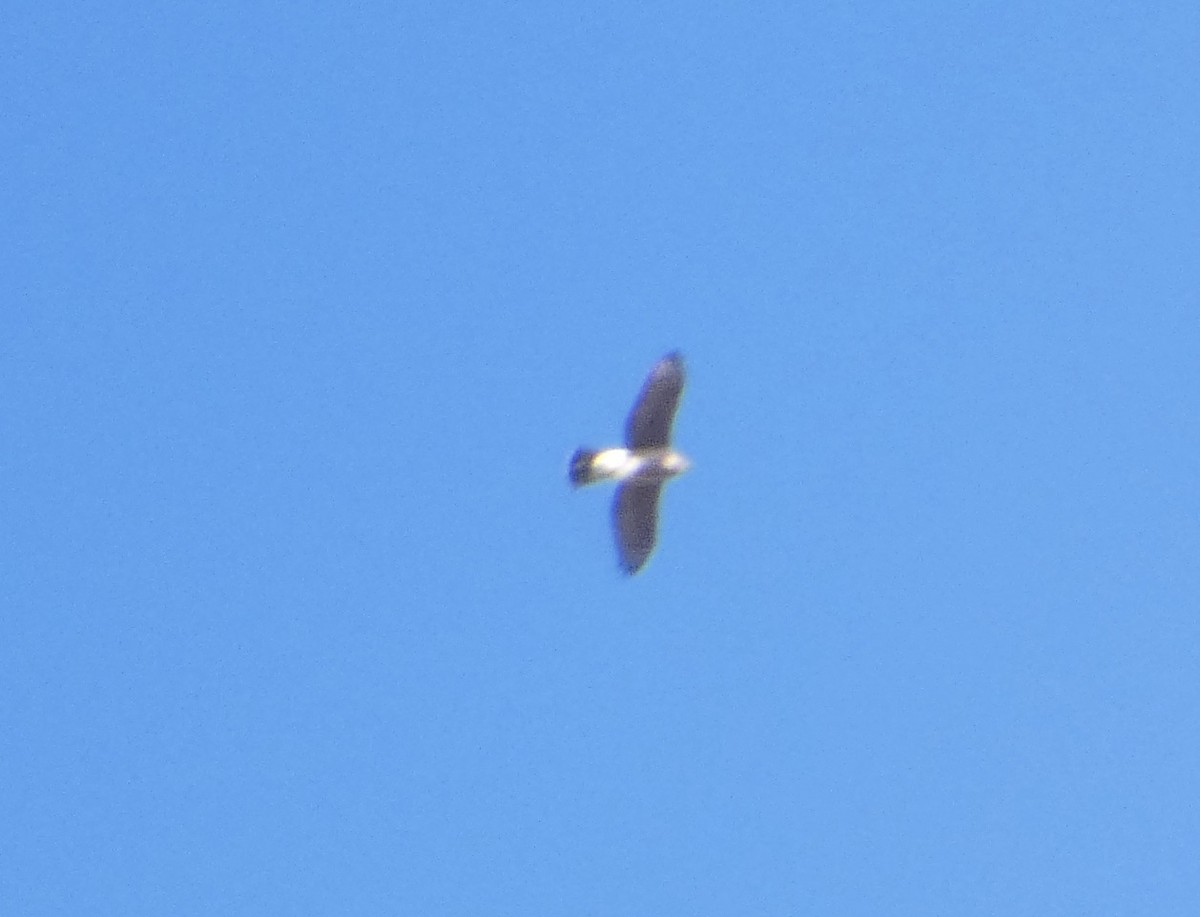 Cooper's Hawk - ML644773737