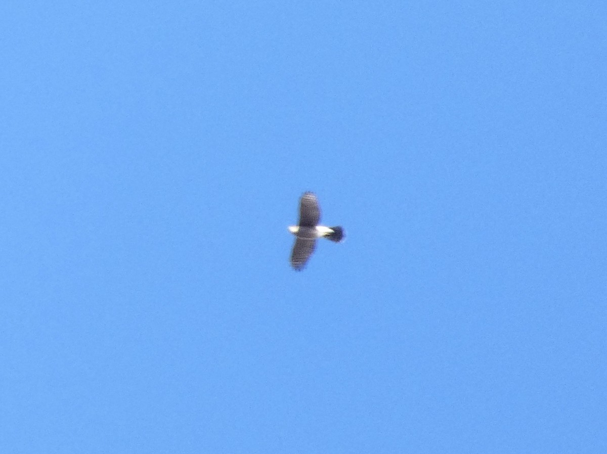 Cooper's Hawk - ML644773738