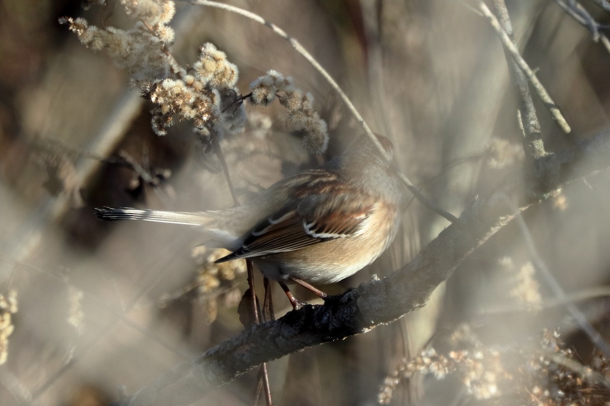 American Tree Sparrow - ML644773740