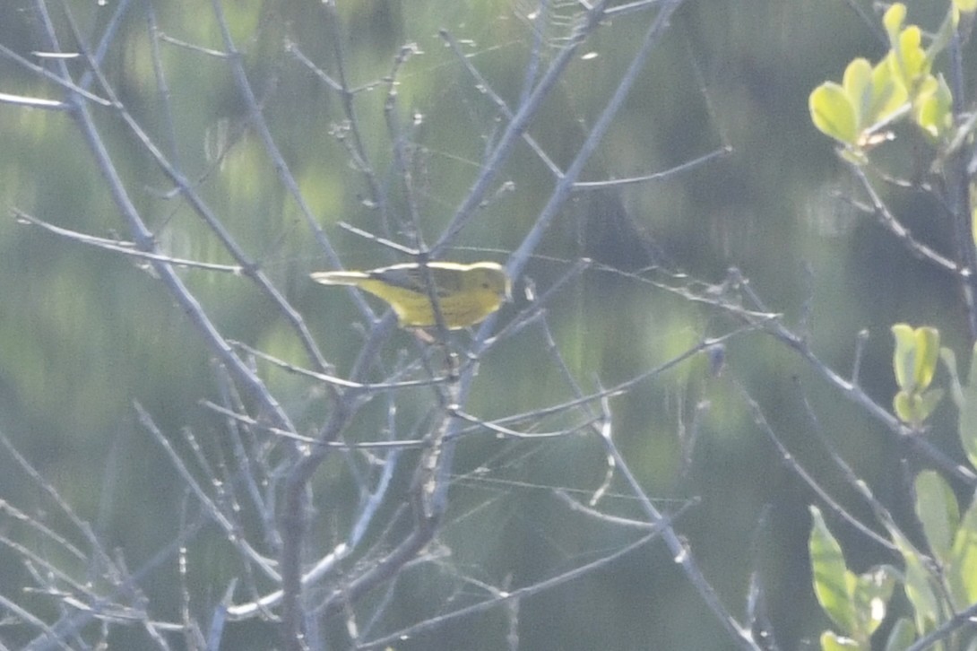 Northern/Mangrove Yellow Warbler - ML644773743