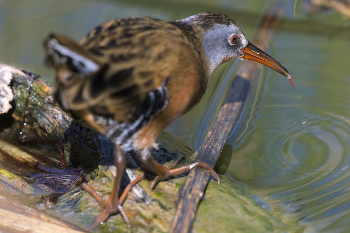 Rascón de Virginia - ML644773750