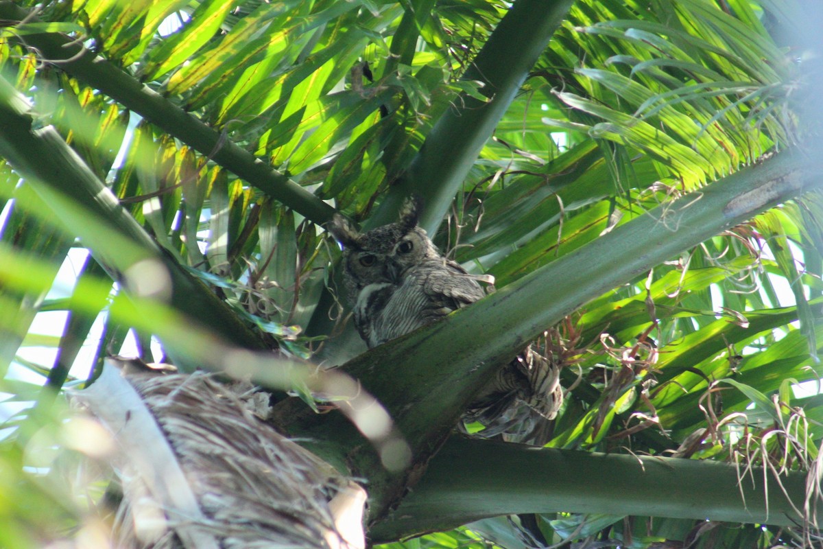 Great Horned Owl - ML644773759