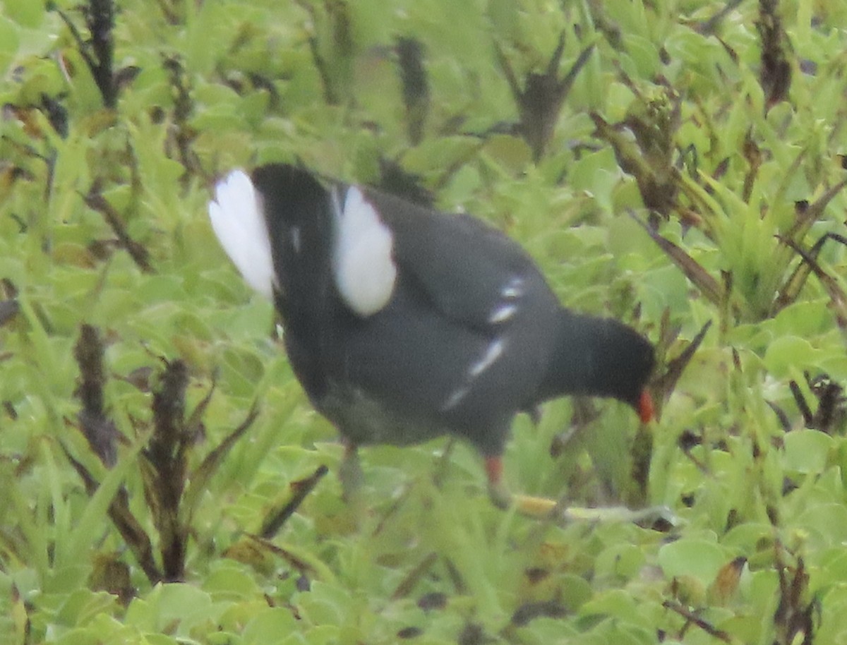 Common Gallinule - ML644773763