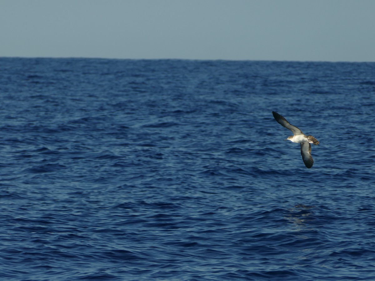 Буревісник клинохвостий - ML644773767