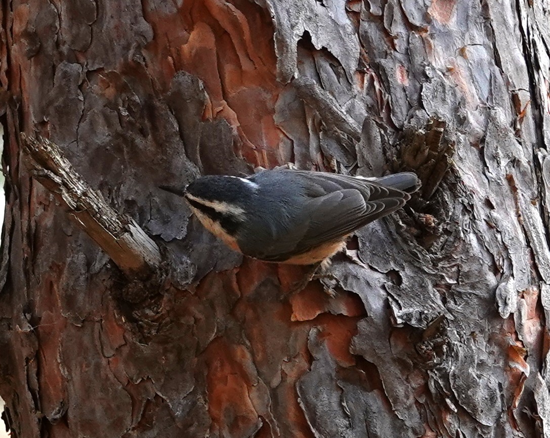 Red-breasted Nuthatch - ML644773768