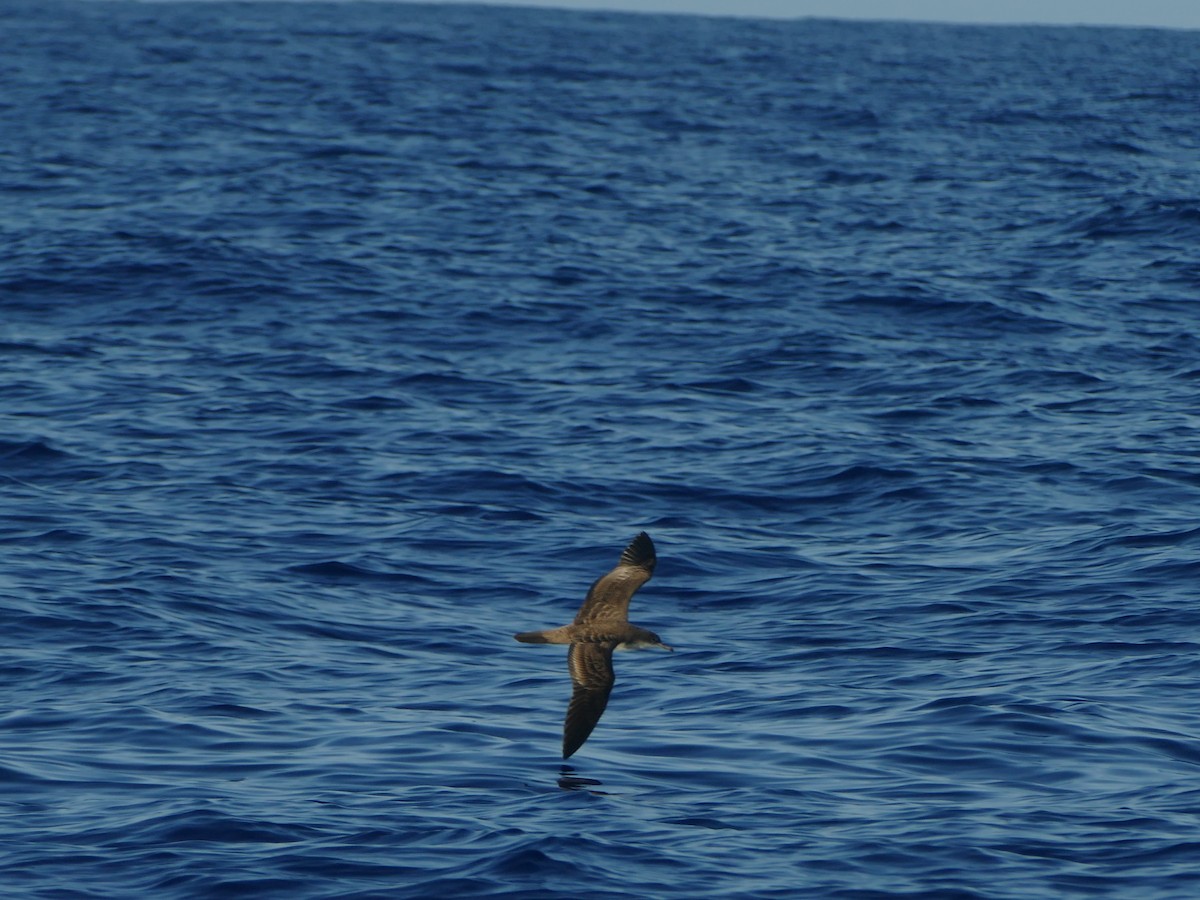 Wedge-tailed Shearwater - ML644773770