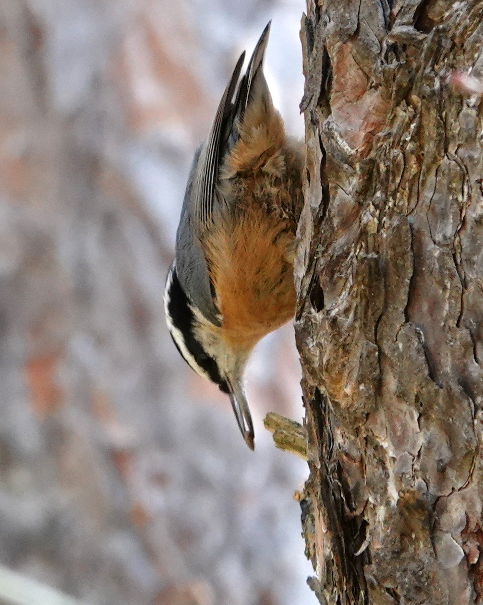 Red-breasted Nuthatch - ML644773780