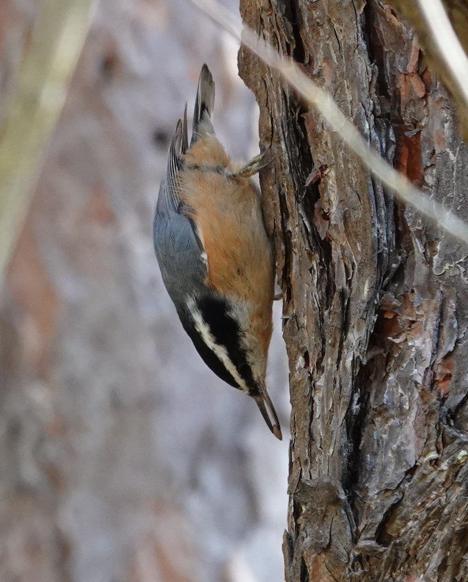 Red-breasted Nuthatch - ML644773781
