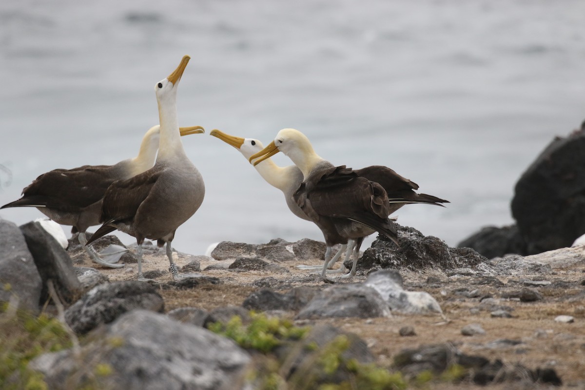 albatros galapážský - ML644773783