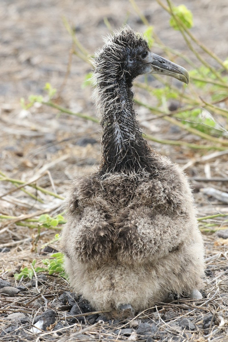 albatros galapážský - ML644773784