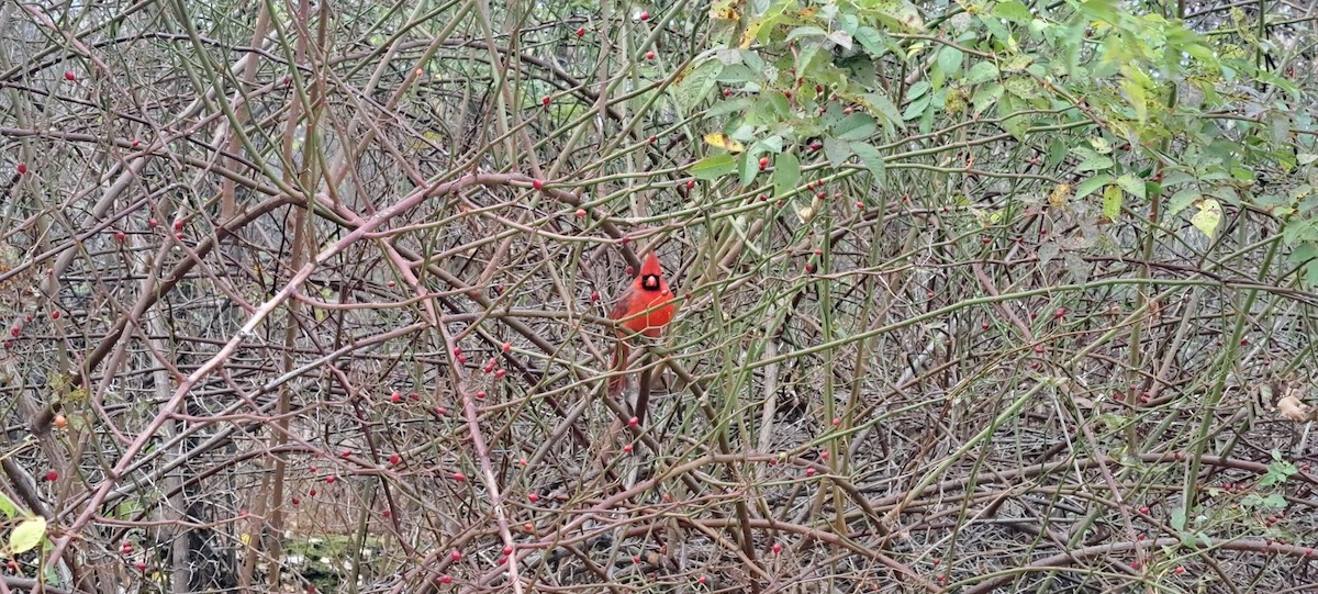 Kırmızı Kardinal - ML644773787