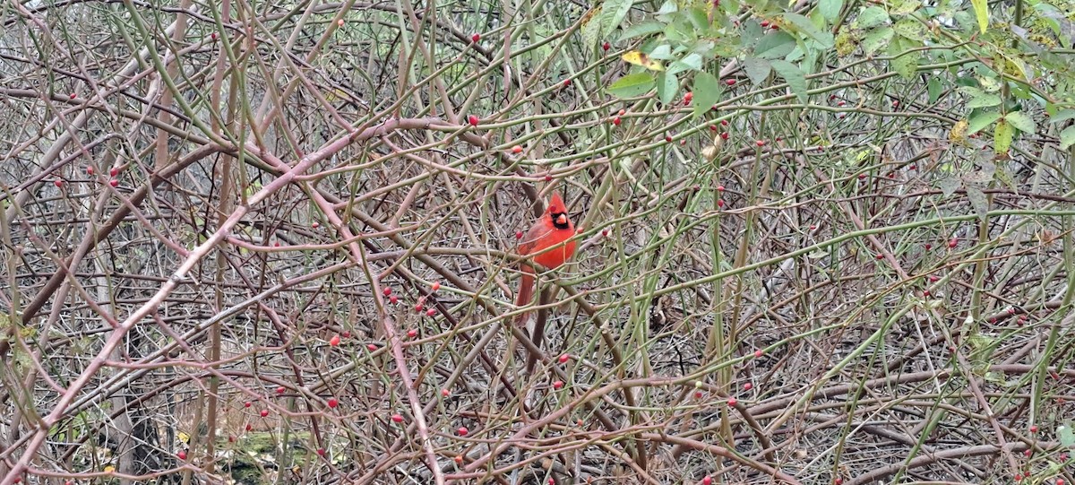 Kırmızı Kardinal - ML644773788