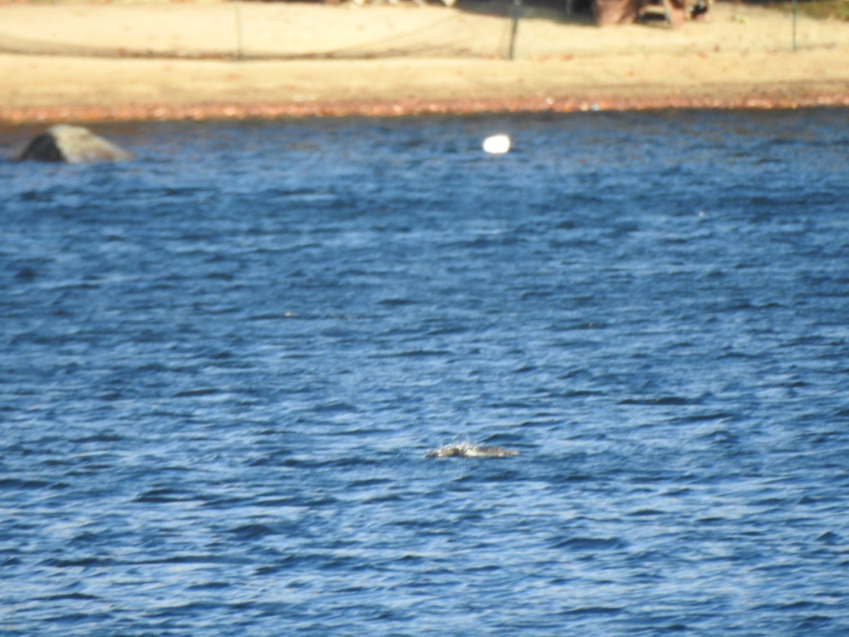 Common Loon - ML644773789