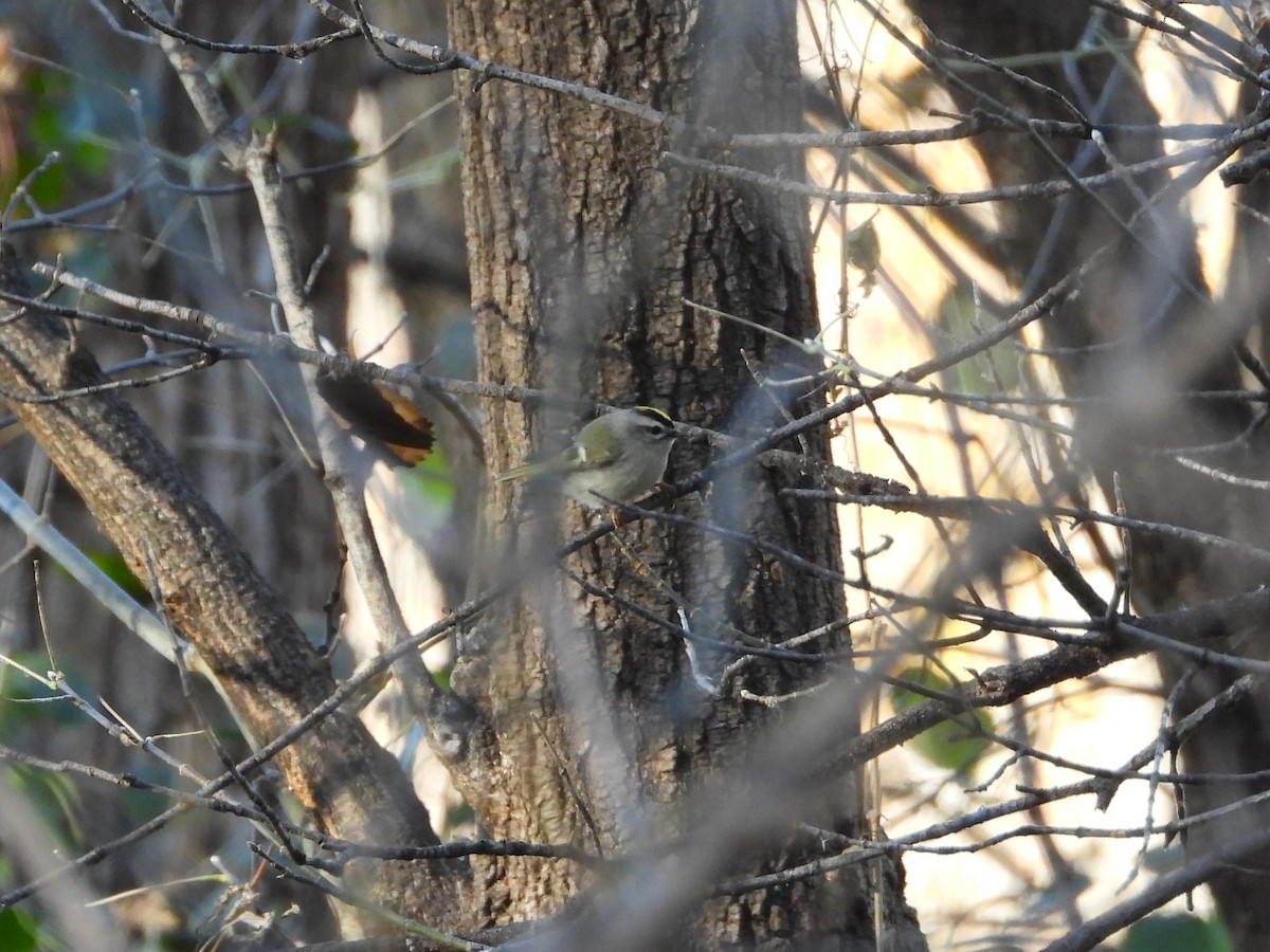 Golden-crowned Kinglet - ML644773790