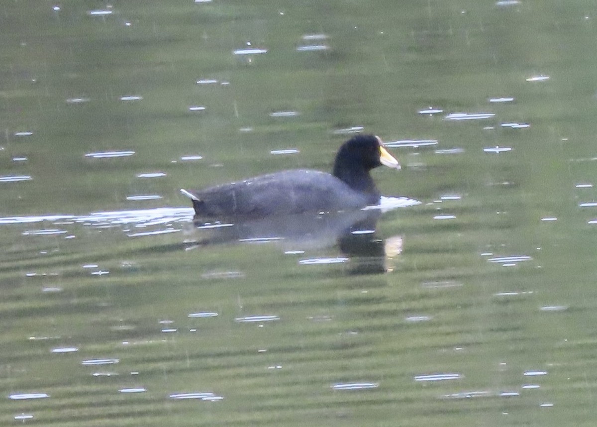 Лиска американська - ML644773793