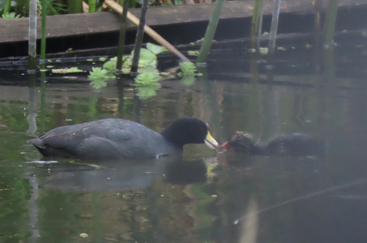 Лиска американська - ML644773794