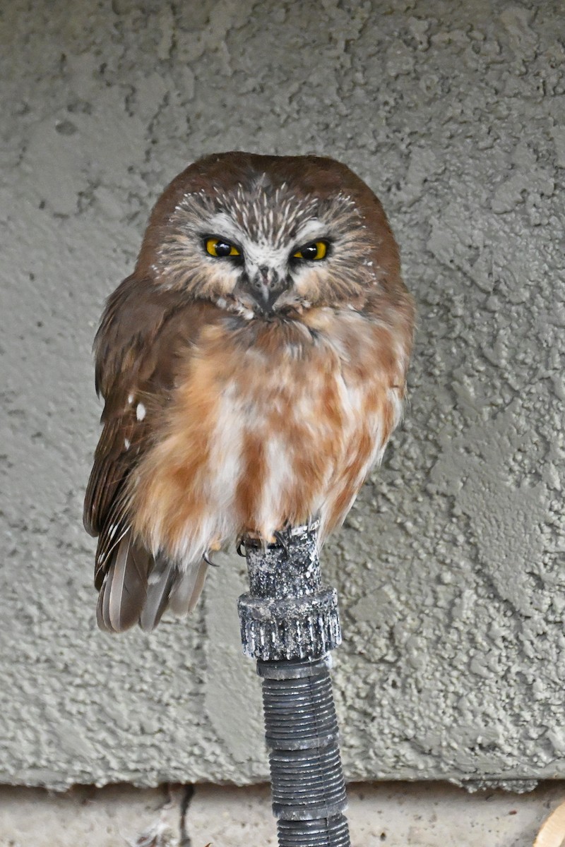 Northern Saw-whet Owl - ML644773799