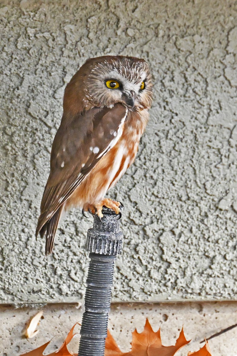 Northern Saw-whet Owl - ML644773800