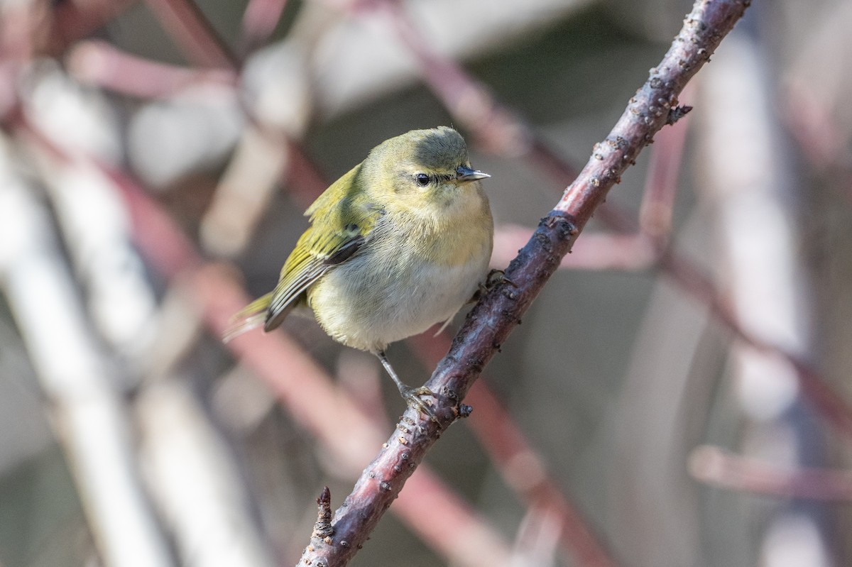 Tennessee Warbler - ML644773809