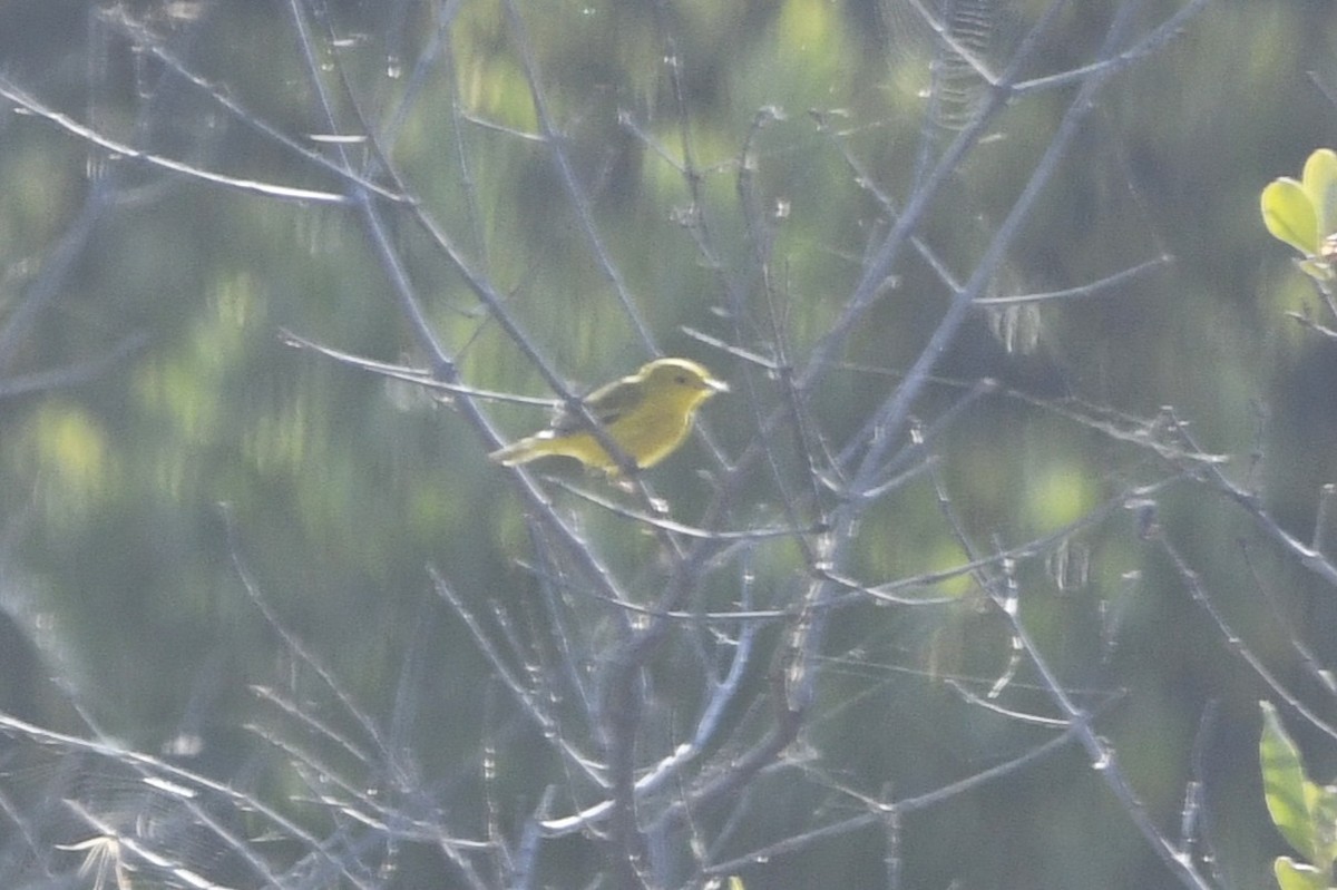 Northern/Mangrove Yellow Warbler - ML644773820