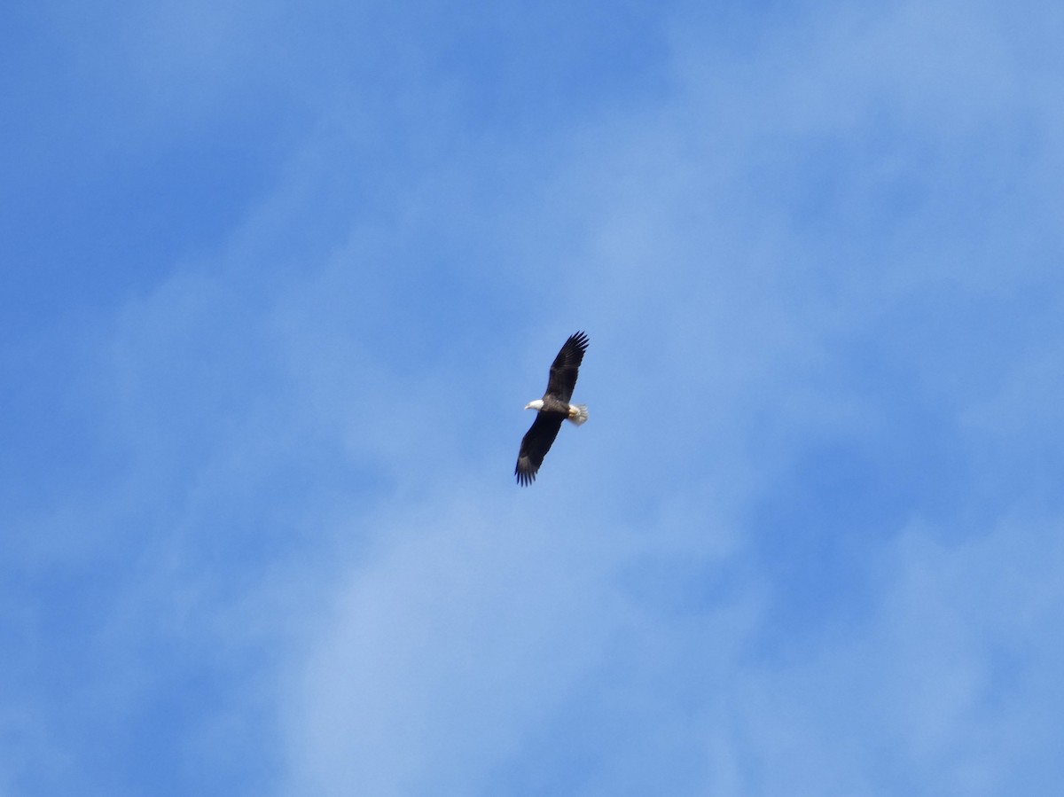 Bald Eagle - ML644773821